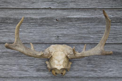 photo of collection of deer antler mounts & antlers on rustic wood boards vintage mountings #12