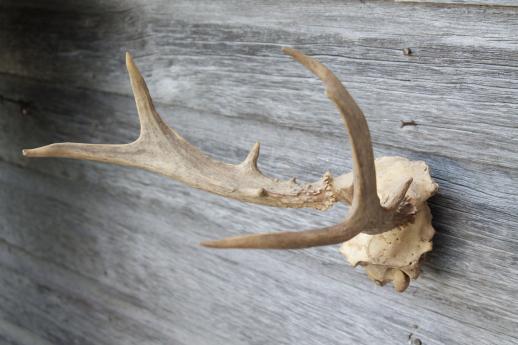 photo of collection of deer antler mounts & antlers on rustic wood boards vintage mountings #13