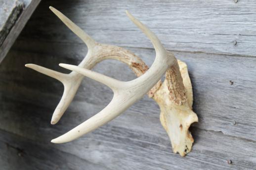 photo of collection of deer antler mounts & antlers on rustic wood boards vintage mountings #15