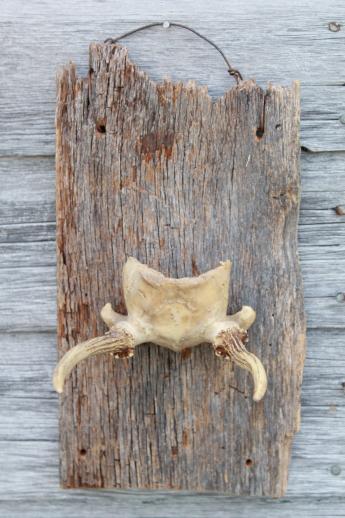 photo of collection of deer antler mounts & antlers on rustic wood boards vintage mountings #16