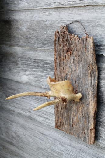 photo of collection of deer antler mounts & antlers on rustic wood boards vintage mountings #17