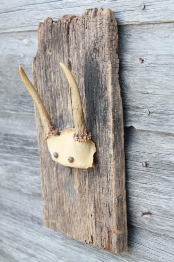 photo of collection of deer antler mounts & antlers on rustic wood boards vintage mountings #19