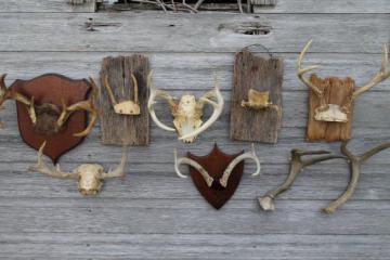 catalog photo of collection of deer antler mounts & antlers on rustic wood boards vintage mountings