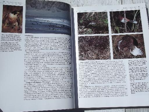 photo of color photo bird watcher books, North American birds, Birds Around US #6