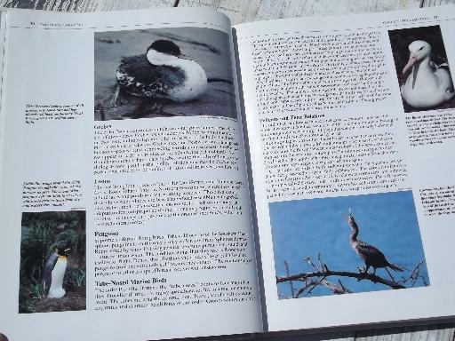 photo of color photo bird watcher books, North American birds, Birds Around US #7