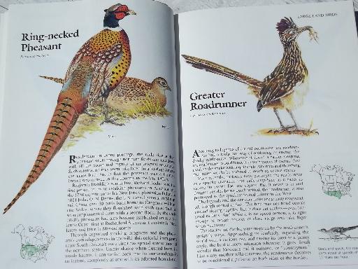 photo of color photo bird watcher books, North American birds, Birds Around US #10