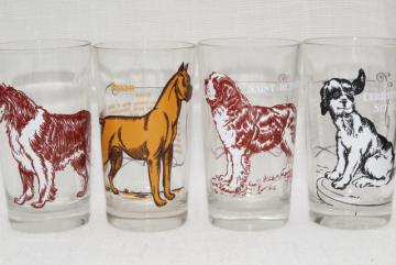 catalog photo of dog breeds mid-century vintage drinking glasses set, St Bernard, Collie, Boxer prints