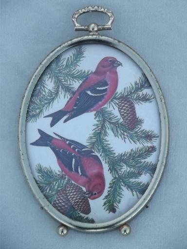 photo of domed bubble glass framed miniatures, vintage bird print set #4