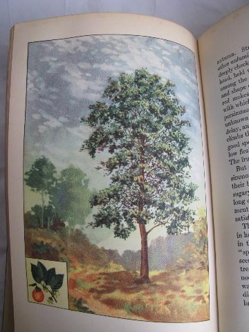 photo of early century vintage natural history book, Trees w/ 48 color litho plates #5