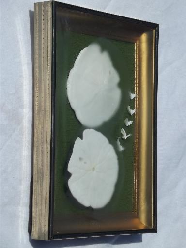 photo of framed natural history specimens, seashell and pressed flower mounts lot #3