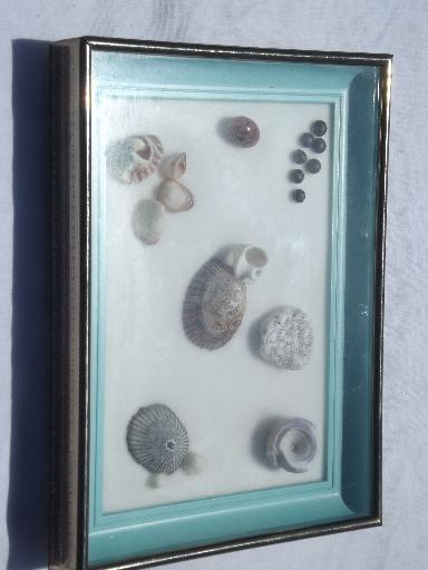 photo of framed natural history specimens, seashell and pressed flower mounts lot #4