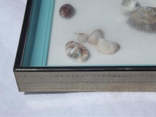 photo of framed natural history specimens, seashell and pressed flower mounts lot #5