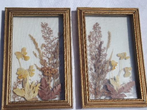 photo of framed natural history specimens, seashell and pressed flower mounts lot #6