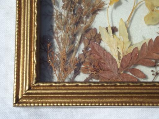 photo of framed natural history specimens, seashell and pressed flower mounts lot #7