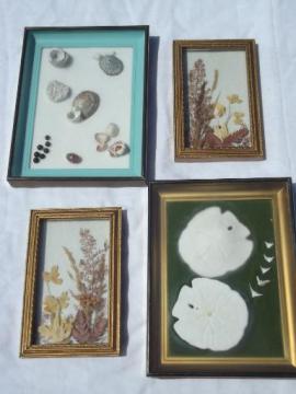 catalog photo of framed natural history specimens, seashell and pressed flower mounts lot