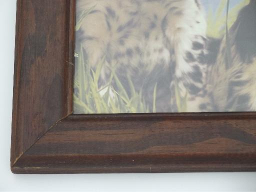 photo of framed vintage prints of bird hunting gun dogs for lodge or cabin #3