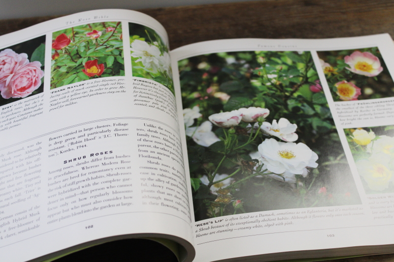 photo of gardening book The Rose Bible by Rayford Clayton Reddell flower types, varieties w/ color photos  #2