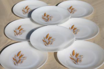 catalog photo of gold wheat Fire King milk glass, set of 8 dinner plates golden harvest pattern