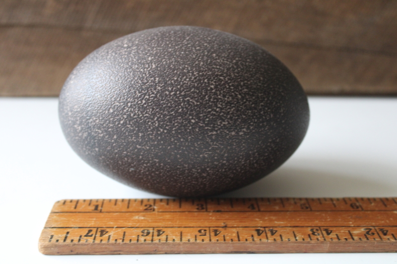 photo of green black emu egg, natural history specimen display, empty egg shell for crafting  #1