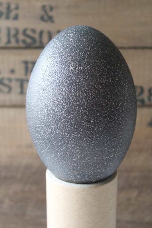 photo of green black emu egg, natural history specimen display, empty egg shell for crafting  #3