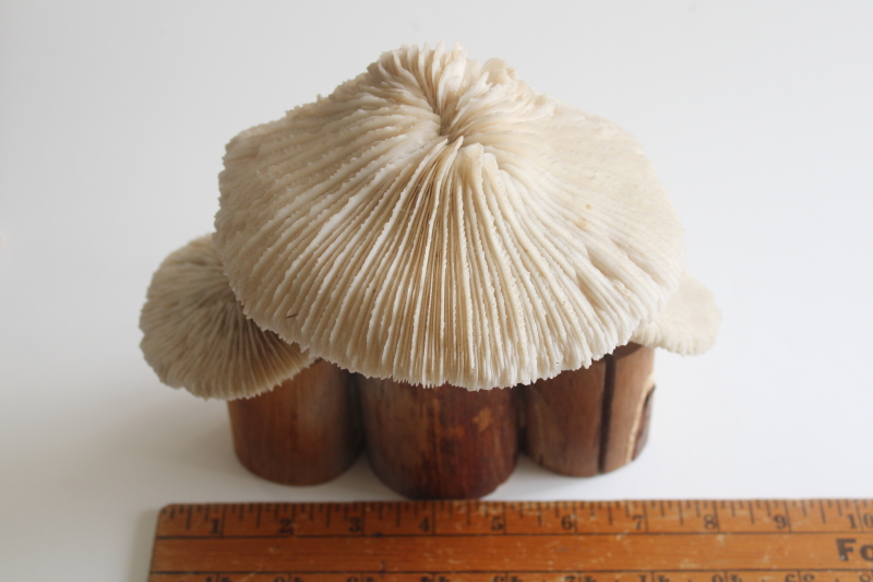 photo of handcrafted mushrooms, rustic neutral decor reclaimed wood and pale stone colored coral  #5