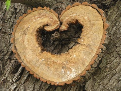 photo of heart wood natural primitive log and tree bark rustic wreath wall art #2