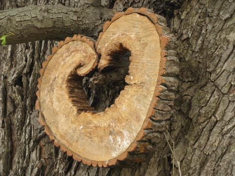 photo of heart wood natural primitive log and tree bark rustic wreath wall art #3