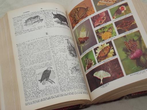photo of huge old dictionary w/ illustrated pages, 4,000 pictorial illustrations #7
