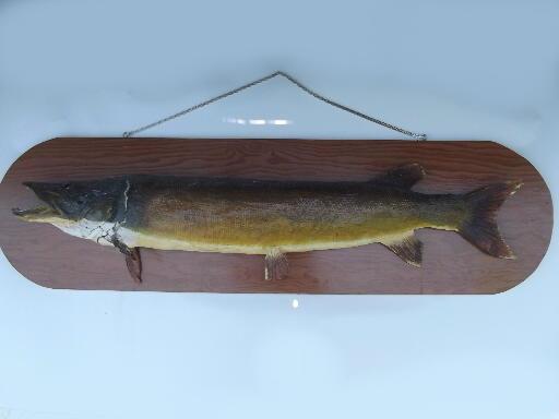 photo of huge old northern pike vintage taxidermy mount, Wisconsin trophy fish #1