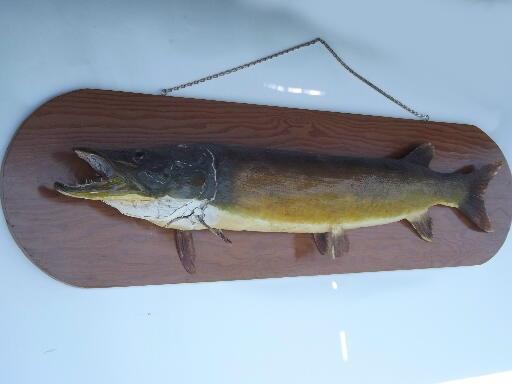 photo of huge old northern pike vintage taxidermy mount, Wisconsin trophy fish #2