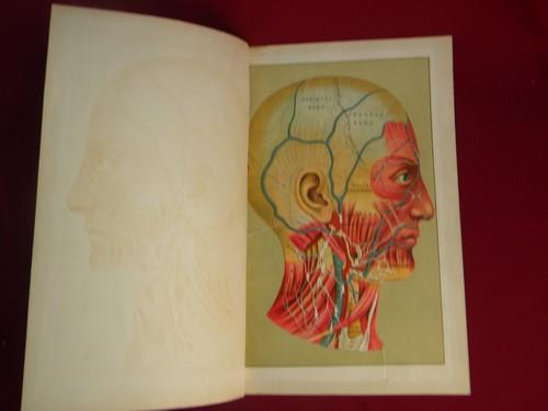 photo of human head and skull antique die-cut litho medical anatomy overlay #1
