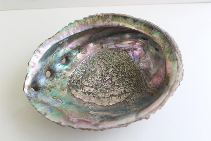 photo of iridescent luster pearl abalone shells, natural seashell trinket or soap dishes #5