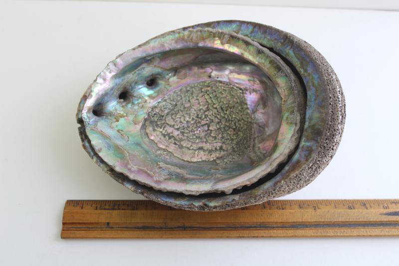 photo of iridescent luster pearl abalone shells, natural seashell trinket or soap dishes #7