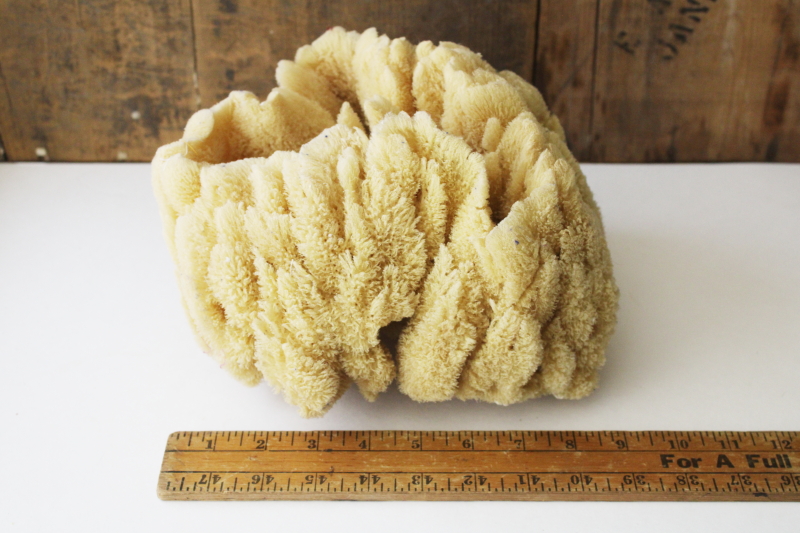 photo of large old natural sea sponge, organic irregular shape round bowl  #1