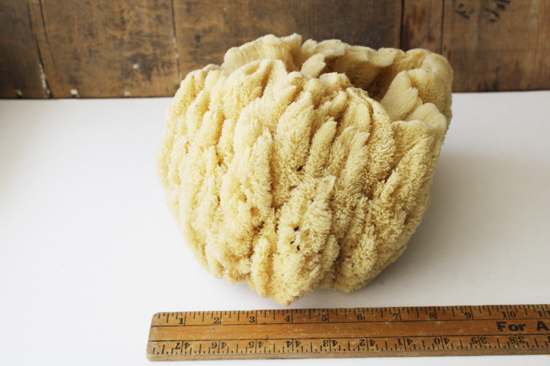 photo of large old natural sea sponge, organic irregular shape round bowl  #2