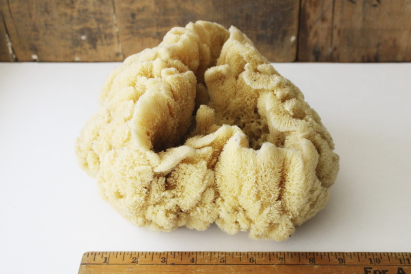 photo of large old natural sea sponge, organic irregular shape round bowl  #3
