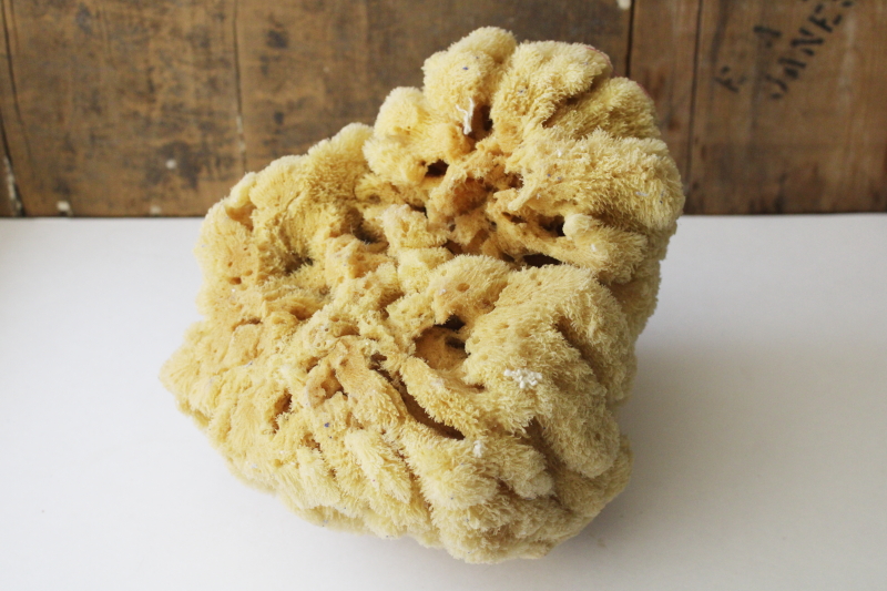 photo of large old natural sea sponge, organic irregular shape round bowl  #4