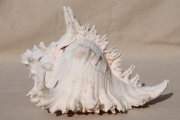 catalog photo of large old spiky conch sea shell, natural history specimen / rustic decor photo prop