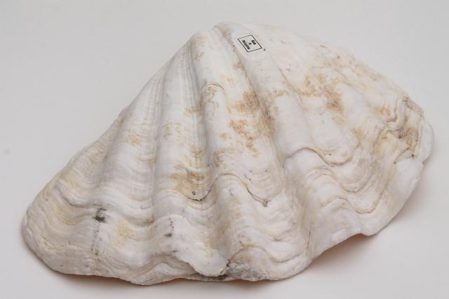 photo of large seashell natural history specimen, scallop sea clam shell from the Philippines #5