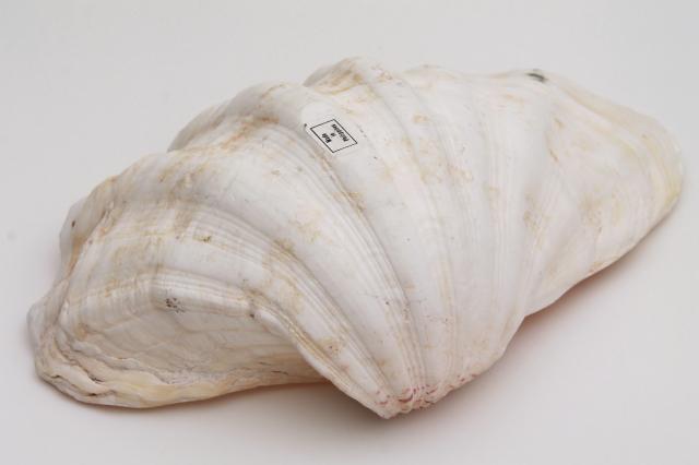 photo of large seashell natural history specimen, scallop sea clam shell from the Philippines #6