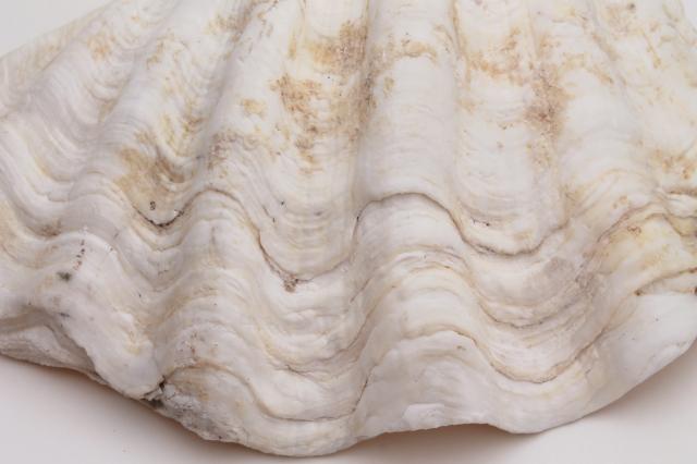 photo of large seashell natural history specimen, scallop sea clam shell from the Philippines #9