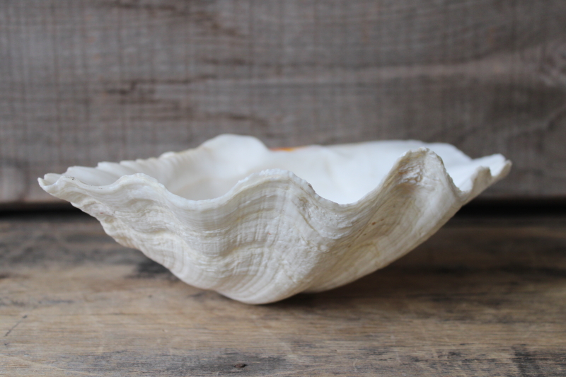 photo of large seashell, natural scallop shell bowl or soap dish, coastal decor mermaid style #1