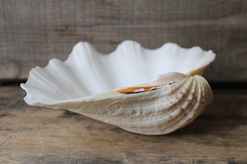 photo of large seashell, natural scallop shell bowl or soap dish, coastal decor mermaid style #2