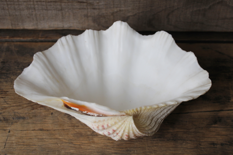 photo of large seashell, natural scallop shell bowl or soap dish, coastal decor mermaid style #3