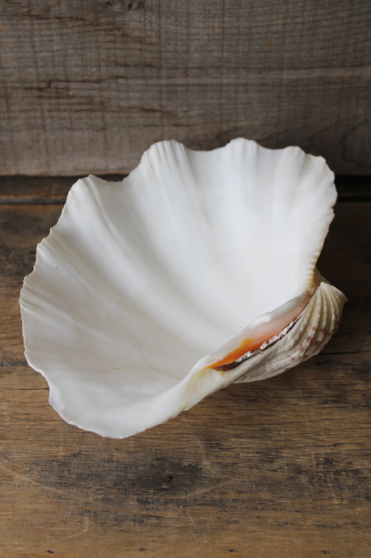 photo of large seashell, natural scallop shell bowl or soap dish, coastal decor mermaid style #5