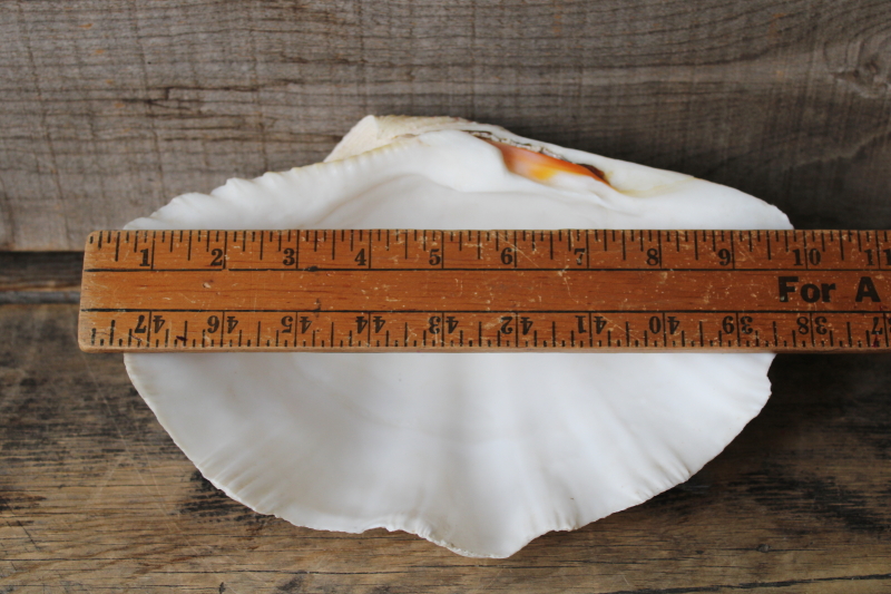 photo of large seashell, natural scallop shell bowl or soap dish, coastal decor mermaid style #7