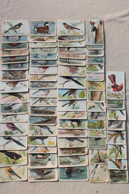 photo of lot advertising trade cards Birds of America bird prints, vintage scrapbook ephemera #1