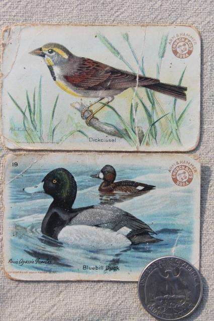 photo of lot advertising trade cards Birds of America bird prints, vintage scrapbook ephemera #2