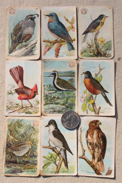 photo of lot advertising trade cards Birds of America bird prints, vintage scrapbook ephemera #4