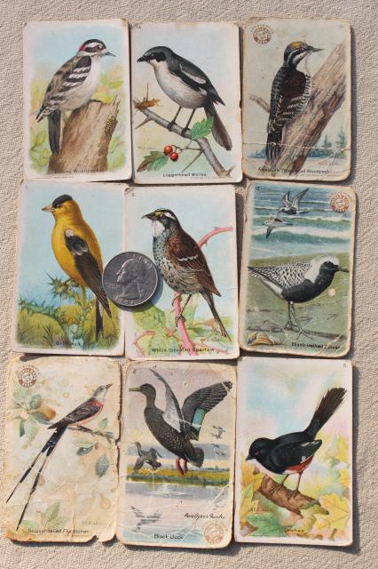 photo of lot advertising trade cards Birds of America bird prints, vintage scrapbook ephemera #5